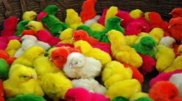 تحديث بورصة الدواجن.. تحرك جديد في أسعار الكتاكيت خلال تعاملات السبت ونهاية الأسبوع